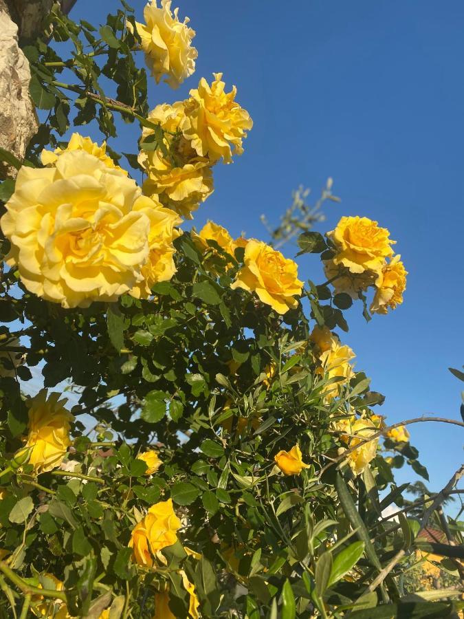 B&B Fior Di Toscana Serravalle Pistoiese Kültér fotó